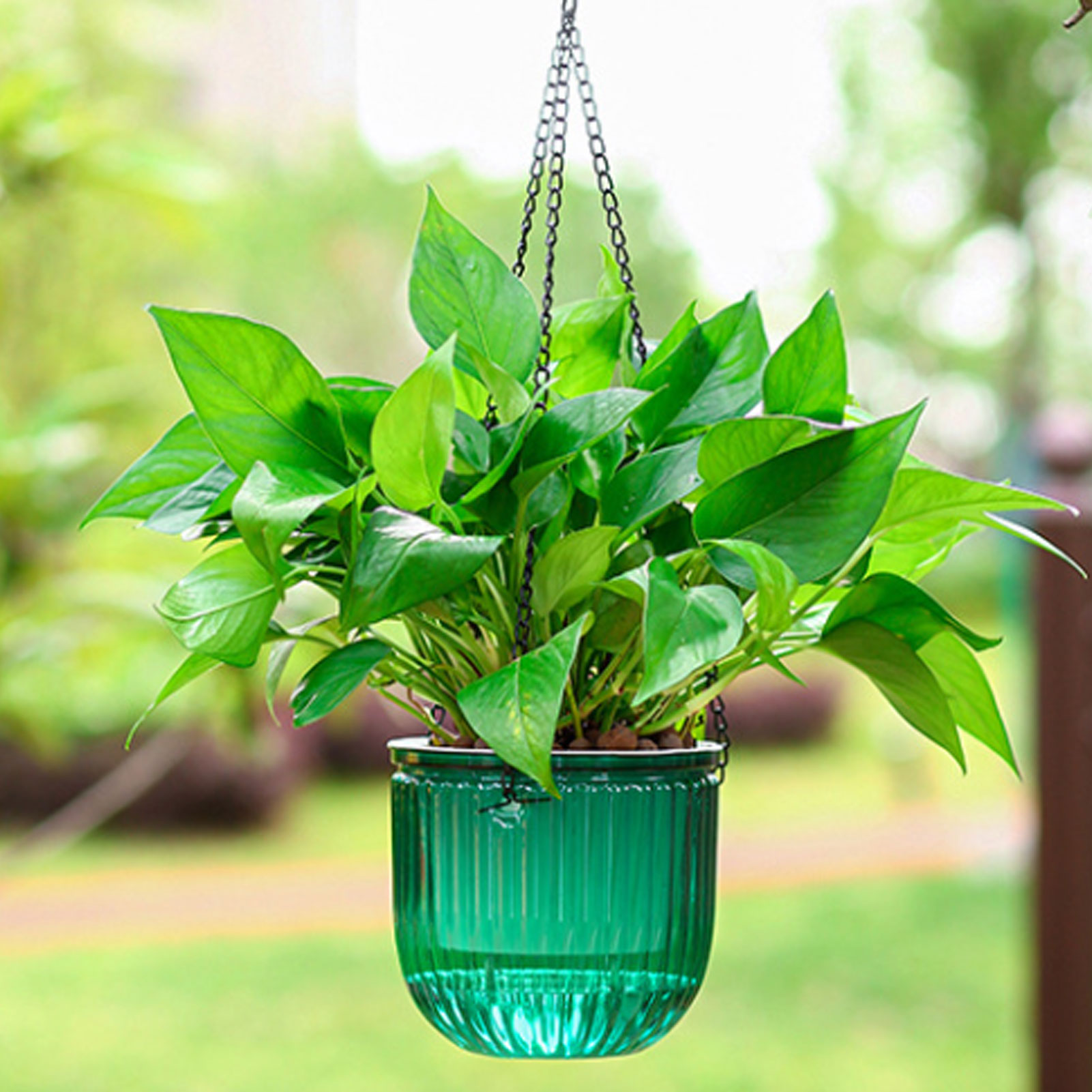 Otomatik Kendiliğinden Sulanan - Spider Plant Hanging incelemesi ve fiyatı