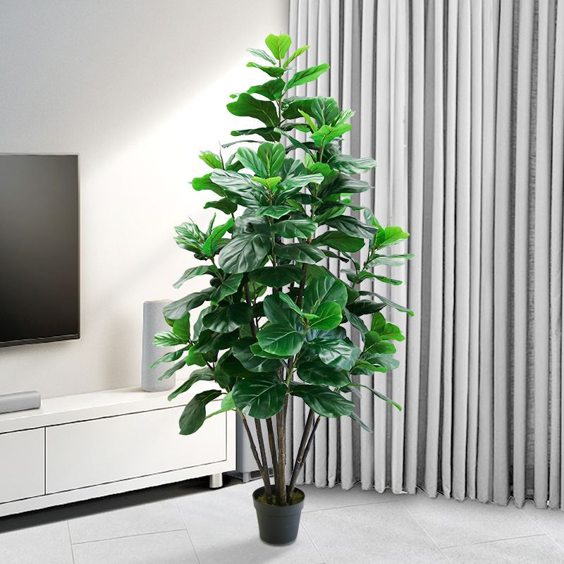 35-150cm Tropikal Ağaç Büyük Y - Ficus Lyrata Tree incelemesi ve fiyatı