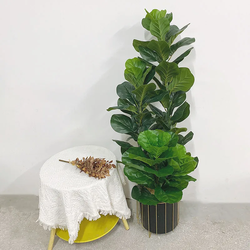 35-150cm Tropikal Ağaç Büyük Y - Ficus Lyrata Tree incelemesi ve fiyatı