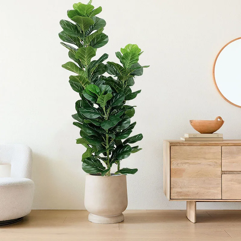 35-150cm Tropikal Ağaç Büyük Y - Ficus Lyrata Tree incelemesi ve fiyatı