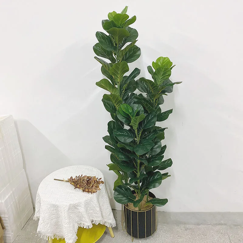 35-150cm Tropikal Ağaç Büyük Y - Ficus Lyrata Tree incelemesi ve fiyatı